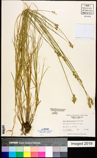 Carex albolutescens image