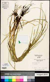 Carex bullata image