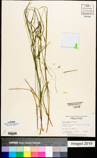 Carex debilis var. rudgei image