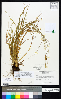 Carex impressinervia image