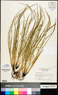 Carex jamesii image