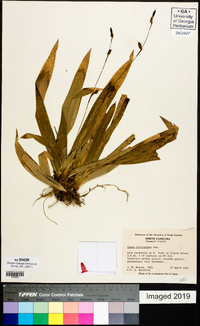 Carex plantaginea image