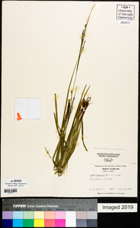 Carex virescens image