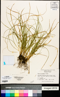 Carex willdenowii image