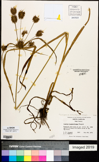 Cyperus retrofractus image