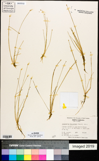 Eleocharis flavescens image