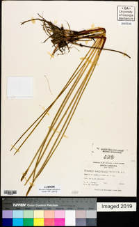 Eleocharis quadrangulata image