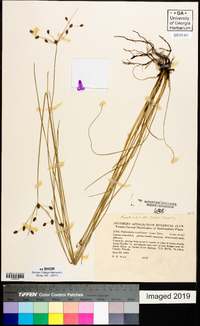 Fimbristylis caroliniana image