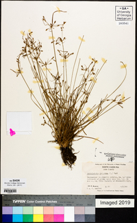 Fimbristylis dichotoma image