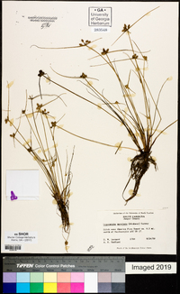 Cyperus neotropicalis image