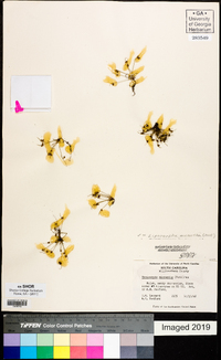 Cyperus subsquarrosus image