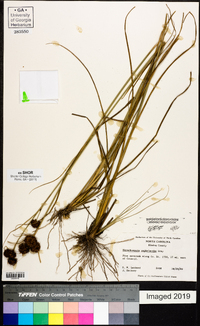 Rhynchospora cephalantha image