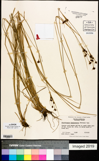 Rhynchospora fascicularis image