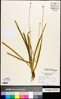 Eriocaulon decangulare image