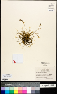 Tillandsia recurvata image