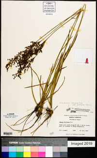 Juncus marginatus var. biflorus image