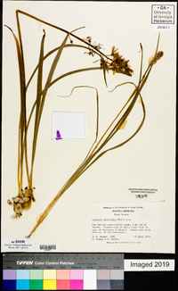 Camassia scilloides image