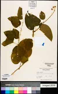 Smilax herbacea image