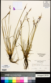 Sisyrinchium mucronatum image