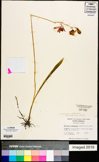 Calopogon tuberosus image