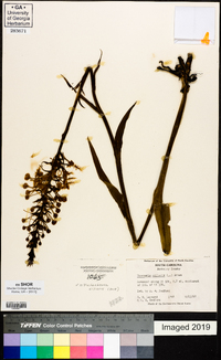 Platanthera ciliaris image