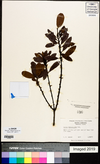 Myrica heterophylla image