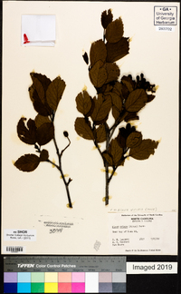 Alnus viridis image