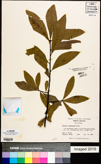 Quercus laurifolia image