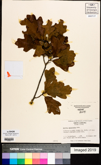 Quercus margarettae image