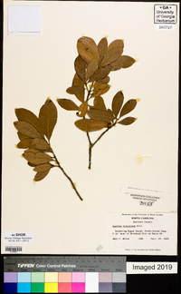 Quercus virginiana image