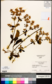 Eriogonum tomentosum image