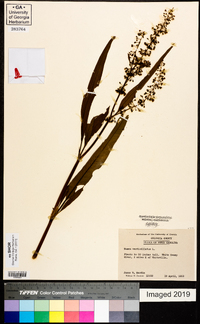 Rumex verticillatus image