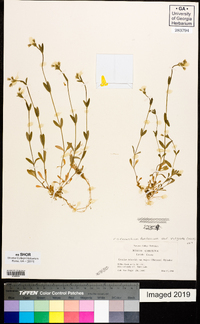 Cerastium fontanum var. vulgare image