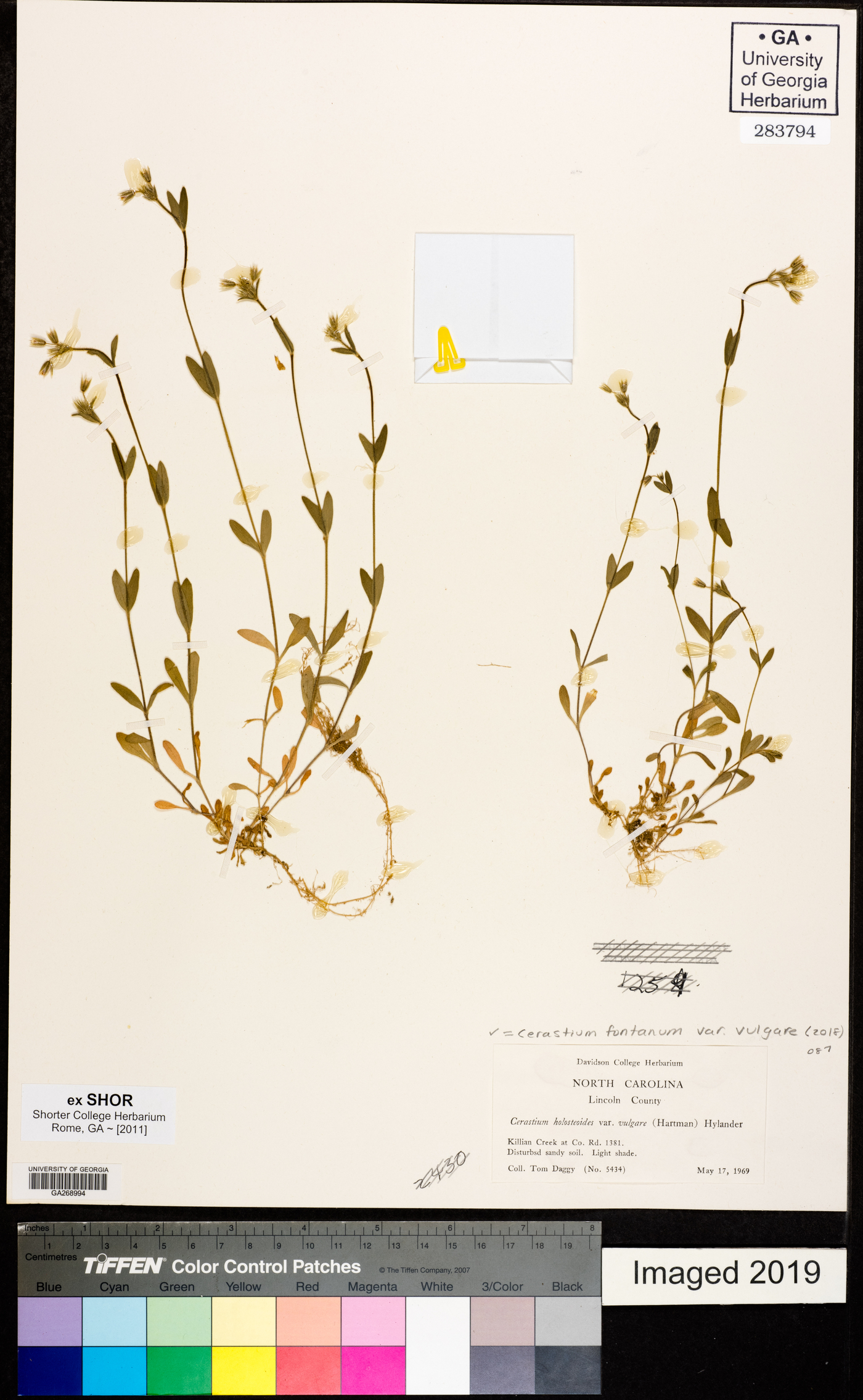 Cerastium fontanum var. vulgare image