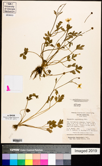 Ranunculus fascicularis image