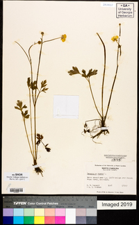 Ranunculus repens image