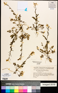 Corydalis micrantha subsp. australis image