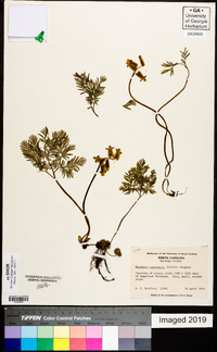 Dicentra canadensis image