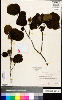 Fothergilla major image