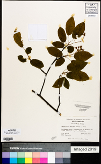 Amelanchier spicata image