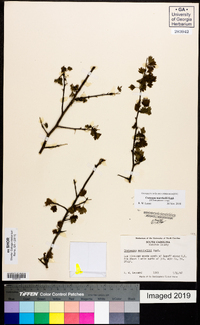 Crataegus marshallii image