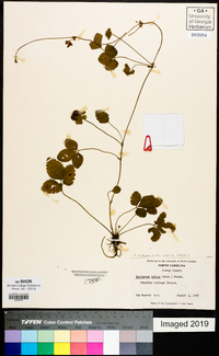 Potentilla indica image