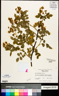 Rosa multiflora image