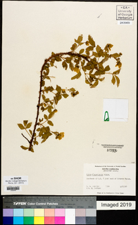 Rubus flagellaris image