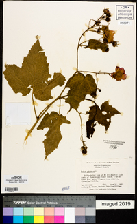 Rubus odoratus image