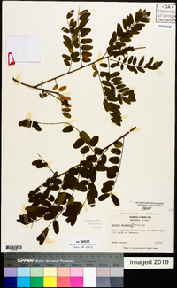 Amorpha schwerinii image