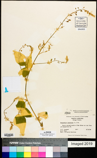 Desmodium canescens image