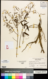 Desmodium strictum image