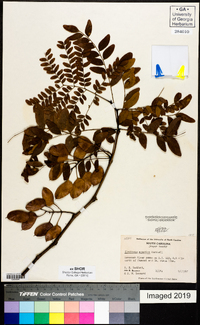 Gleditsia aquatica image