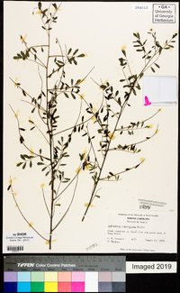 Indigofera caroliniana image